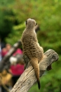 Zoo-Basel-090811-Bodensee-Community-SEECHAT_DE-DSC06178.JPG