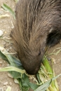 Zoo-Basel-090811-Bodensee-Community-SEECHAT_DE-DSC06181.JPG