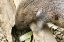Zoo-Basel-090811-Bodensee-Community-SEECHAT_DE-DSC06192.JPG