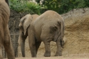 Zoo-Basel-090811-Bodensee-Community-SEECHAT_DE-DSC06198.JPG