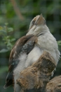 Zoo-Basel-090811-Bodensee-Community-SEECHAT_DE-DSC06209.JPG