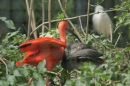 Zoo-Basel-090811-Bodensee-Community-SEECHAT_DE-DSC06217.JPG