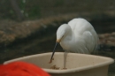 Zoo-Basel-090811-Bodensee-Community-SEECHAT_DE-DSC06219.JPG