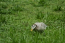 Zoo-Basel-090811-Bodensee-Community-SEECHAT_DE-DSC06226.JPG