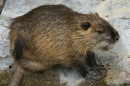 Zoo-Basel-090811-Bodensee-Community-SEECHAT_DE-DSC06228.JPG