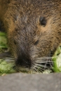 Zoo-Basel-090811-Bodensee-Community-SEECHAT_DE-DSC06233.JPG