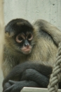 Zoo-Basel-090811-Bodensee-Community-SEECHAT_DE-DSC06252.JPG