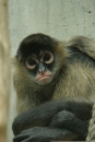 Zoo-Basel-090811-Bodensee-Community-SEECHAT_DE-DSC06254.JPG