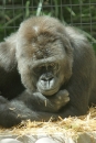 Zoo-Basel-090811-Bodensee-Community-SEECHAT_DE-DSC06265.JPG