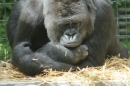 Zoo-Basel-090811-Bodensee-Community-SEECHAT_DE-DSC06270.JPG