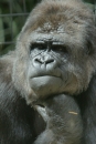 Zoo-Basel-090811-Bodensee-Community-SEECHAT_DE-DSC06273.JPG