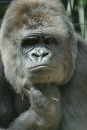 Zoo-Basel-090811-Bodensee-Community-SEECHAT_DE-DSC06281.JPG