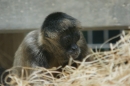 Zoo-Basel-090811-Bodensee-Community-SEECHAT_DE-DSC06300.JPG