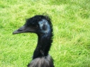 Haustierhof-Reutemuehle-13082011-Bodensee-Community-seechat_de-_104.JPG