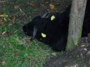 Haustierhof-Reutemuehle-13082011-Bodensee-Community-seechat_de-_105.JPG