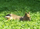 Haustierhof-Reutemuehle-13082011-Bodensee-Community-seechat_de-_107.JPG