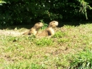 Haustierhof-Reutemuehle-13082011-Bodensee-Community-seechat_de-_130.JPG