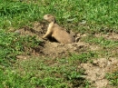 Haustierhof-Reutemuehle-13082011-Bodensee-Community-seechat_de-_131.JPG