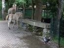Haustierhof-Reutemuehle-13082011-Bodensee-Community-seechat_de-_19.JPG