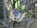 Haustierhof-Reutemuehle-13082011-Bodensee-Community-seechat_de-_28.JPG