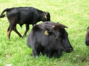 Haustierhof-Reutemuehle-13082011-Bodensee-Community-seechat_de-_34.JPG