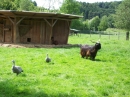 Haustierhof-Reutemuehle-13082011-Bodensee-Community-seechat_de-_97.JPG