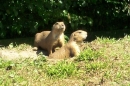 X2-Haustierhof-Reutemuehle-13082011-Bodensee-Community-seechat_de-_145.JPG
