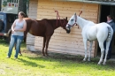 CHI-Reitturnier-2011-Donaueschingen-250911-Bodensee-Community-SEECHAT_DE-IMG_8712.JPG