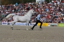 Hengstparade-Marbach-2011-011011-Bodensee-Community-SEECHAT_DE-IMG_0458.JPG