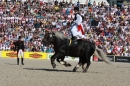 Hengstparade-Marbach-2011-011011-Bodensee-Community-SEECHAT_DE-IMG_0565.JPG