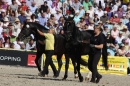 Hengstparade-Marbach-2011-011011-Bodensee-Community-SEECHAT_DE-IMG_0671.JPG