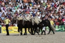 Hengstparade-Marbach-2011-011011-Bodensee-Community-SEECHAT_DE-IMG_0674.JPG