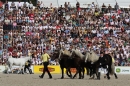 Hengstparade-Marbach-2011-011011-Bodensee-Community-SEECHAT_DE-IMG_0675.JPG