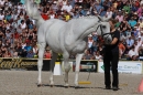 Hengstparade-Marbach-2011-011011-Bodensee-Community-SEECHAT_DE-IMG_0851.JPG