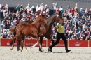 Hengstparade-Marbach-2011-011011-Bodensee-Community-SEECHAT_DE-IMG_1227.JPG