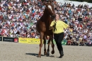 Hengstparade-Marbach-2011-011011-Bodensee-Community-SEECHAT_DE-IMG_1268.JPG