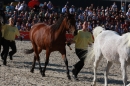 Hengstparade-Marbach-2011-011011-Bodensee-Community-SEECHAT_DE-IMG_1854.JPG