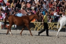 Hengstparade-Marbach-2011-011011-Bodensee-Community-SEECHAT_DE-IMG_1863.JPG