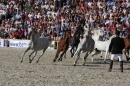 Hengstparade-Marbach-2011-011011-Bodensee-Community-SEECHAT_DE-IMG_1901.JPG
