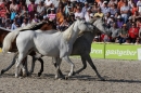 Hengstparade-Marbach-2011-011011-Bodensee-Community-SEECHAT_DE-IMG_1939.JPG