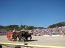 Hengstparade-Marbach-2011-03011-Bodensee-Community-SEECHAT_DE-_102.JPG