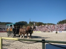 Hengstparade-Marbach-2011-03011-Bodensee-Community-SEECHAT_DE-_138.JPG