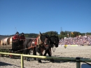 Hengstparade-Marbach-2011-03011-Bodensee-Community-SEECHAT_DE-_139.JPG