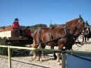 Hengstparade-Marbach-2011-03011-Bodensee-Community-SEECHAT_DE-_48.JPG