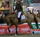 GERMAN-MASTERS-Reitturnier-Stuttgart-191111-Bodensee-Community-SEECHAT-DE-DSC_0248.JPG