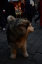 seechat-Bodensee-Community-Treffen-Weihnachtsmarkt-Konstanz-111211-SEECHAT_DE-_75.JPG