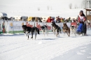 Schlittenhunderennen-Bernau-04022012-Bodensee-Community-Seechat_de_1010.jpg