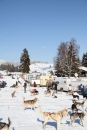 Schlittenhunderennen-Bernau-04022012-Bodensee-Community-Seechat_de_631.jpg