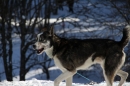 Schlittenhunderennen-Bernau-04022012-Bodensee-Community-Seechat_de_711.jpg