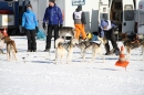 Schlittenhunderennen-Bernau-04022012-Bodensee-Community-Seechat_de_8.jpg